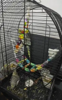 عروس هلندی قناری مرغ مینا