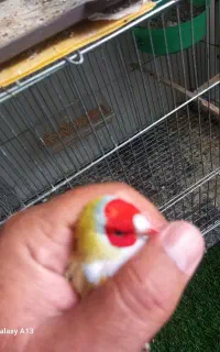 فنچ گلدین
