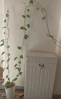 گل پتوس