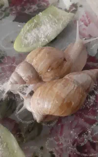 حلزون آچاتینا