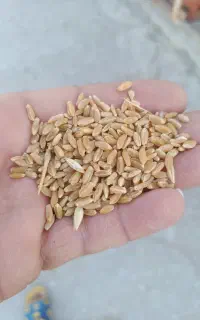 گندم