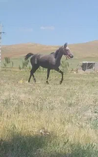 اسب کورد