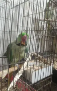 شاه‌طوطی‌‌‌اهلی‌‌دوساله‌دوسه‌کلمه‌‌حرف‌میزنه‌فوری