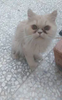 گربه