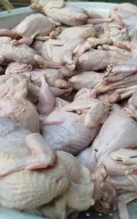 بلدرچین پاک کرده کشتار امروز صبح