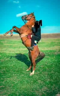 اسب کرد نریون