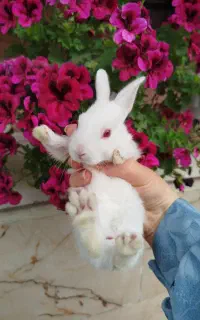 فروش بچه خرگوش