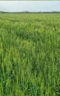 نمایندگی هیومیک اسید و محرک رشد با قیمت تعاونی