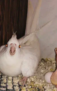 عروس‌ هلندی