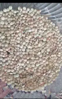 عدس سفید