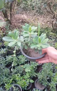 پتسپروم گلدان 3/5