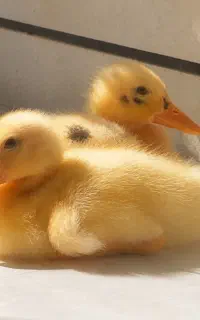 واگذاری دو جوجه‌اردک دوست‌داشتنی،۵‌هفته‌ای