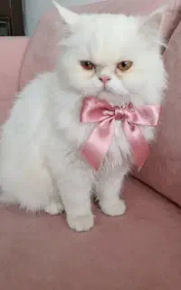 گربه را واگذار میکنم