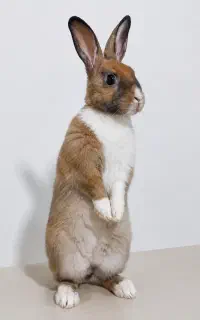 خرگوش شیطون بلا