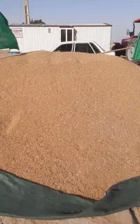 گندم اوج برای فروش