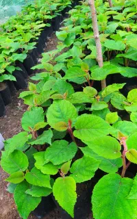 نهال کیوی خیاری آماده برای قلمه