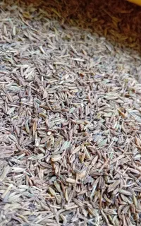 زیره ریز