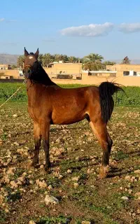 فروش مادیان عرب