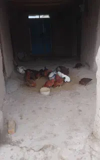 مرغ جوان
