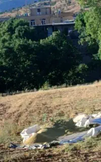 کاه عدس