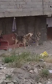 سگ پژدر نر و ماده اصیل