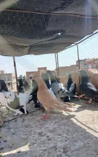 ۱۸ تا کبوتر