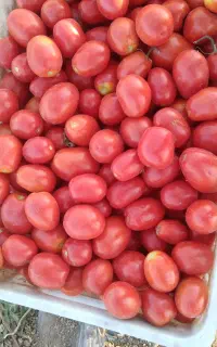 گوجه ربی با کیفیت ربدهی بالا