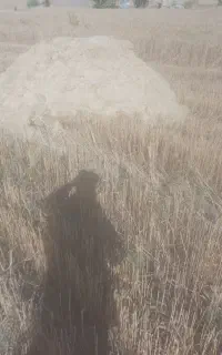 کاه  گندم