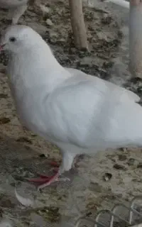 12ماهه