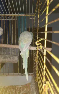 مرغ عشق