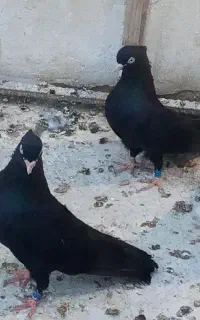 پرنده زاغ آبادانی کبوتر
