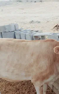 گاو ماده