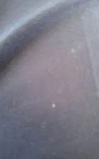 کاه یونجه بومی