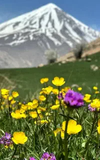 تور یکروزه دشت آزو