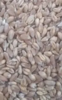 گندم آبی 100کیلو
