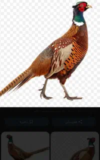 تخم نطفه دارمرغ آمریکایی پاکستانی