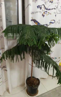 فروش آروکاریا ( کاج مطلق)