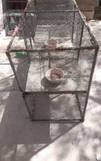 قفس یا جفت کن کبوتر