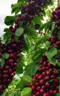 نهال پنج ساله بزرگ سال گیلاس سطلی تکدانه
