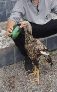 خروس لاری اصیل