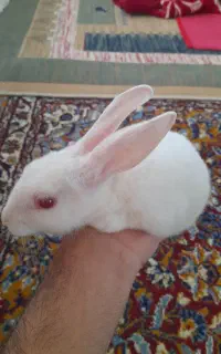 خرگوش