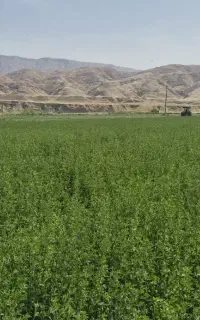 یونجه درجه یک خشک و بدون علف