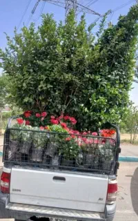 خدمات باغبانی باغچه کاری تعویض خاک گلدون کاشت گل