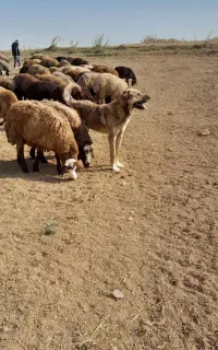 واگذاری سگ