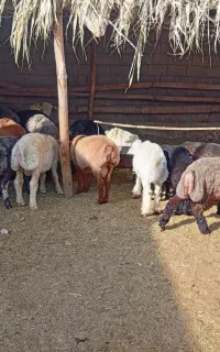 بره