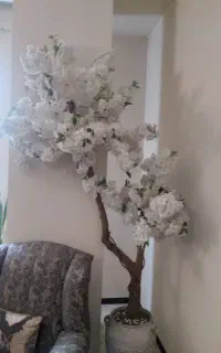 درخچه کنار سالن زیبا و تمیز