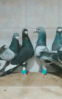 ۱۳تا کفتر بوم ب ضمانت پرش