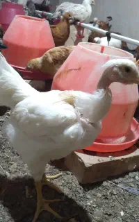 جوجه مرغ طاقچه