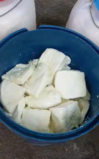 پنیر محلی