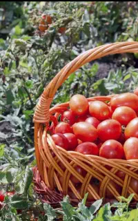 فروش گوجه صادراتی دورنگ